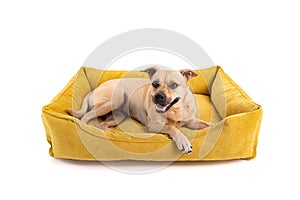Dog lies on yellow sofa isolated