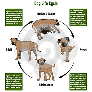 Dog Life Cycle Diagram