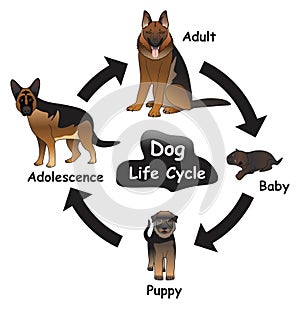 Dog Life Cycle Infographic Diagram