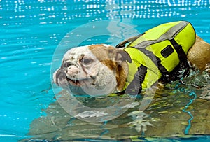 Dog With a Life Jacket