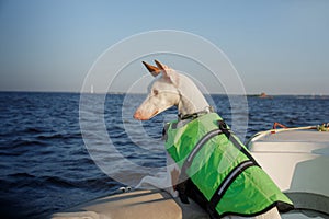 Dog in a life jacket in a boat. Ibizan greyhound sea voyage