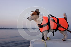 Dog in a life jacket in a boat. Jack Russell Terrier sea voyage