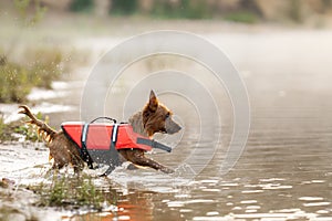 a dog in a life jacket jumps into the water. Bold australian terrier on the lake