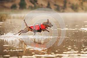 a dog in a life jacket jumps into the water. Bold australian terrier on the lake