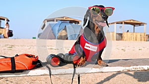 Dog in lifeguard costume and glasses sits on beach