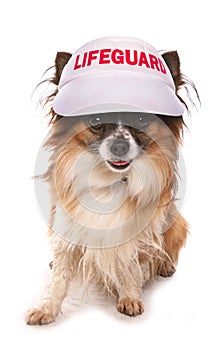 Dog lifeguard