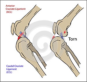 Dog Ligament torn off tear illustration drawing