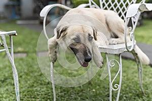 A dog with light brown fur rests on a wrought iron chair. A pet hanging out at the yard