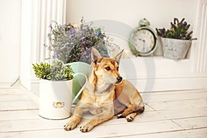 Dog with light hair in old-fashioned decorated room