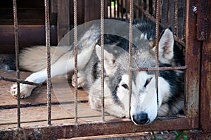 Dog like a wolf closed in a cage. Slipped her face through the bars. Sad dog