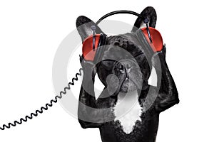 Dog listening music