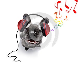 Dog listening to music