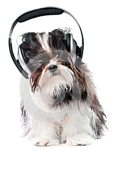 Il cane ascoltando sul musica 