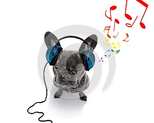 Dog listening to music