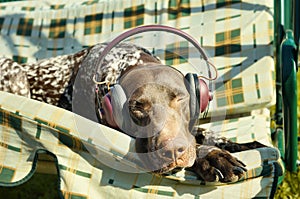 Dog listening to music in earphones. Funny pets. Summer time background. Outdoor activity. Happy moments. Relaxing time.