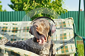 Dog listening to music in earphones. Summer time. Entetainment background. Relaxing moment. Funny animals.