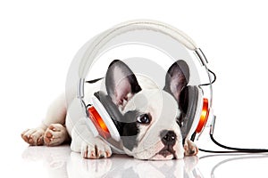 Dog listening to music with headphones