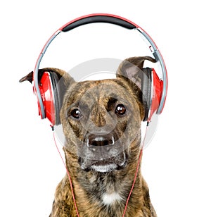 Dog listening to music on headphones. isolated on white