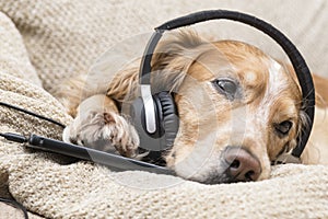 Dog listening to music mobile phone new