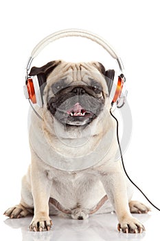 Dog listening to music. Pug Dog