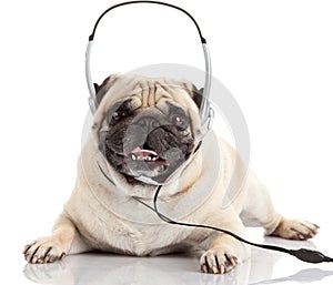 Dog listening to music. Pug Dog isolated on White