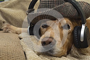 The dog listens to music on the mobile phone while lying on the couch