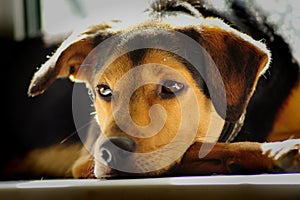 A dog of the Lithuanian hound breed lies with a thoughtful look