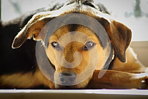 A dog of the Lithuanian hound breed lies with a thoughtful look