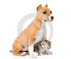 Dog and little cat sitting together. isolated on white