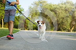 Dog and little child walking at the park. Obedience and friendship concept