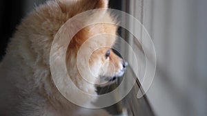 Dog in living room lay, lonely Pomeranian dog is waiting for someone to open the door. cute puppy dog sitting at the front door