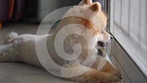 Dog in living room lay, lonely Pomeranian dog is waiting for someone to open the door. cute puppy dog sitting at the front door