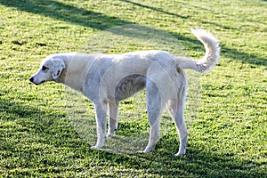 Dog living in the street