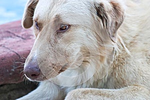 Dog living in the street