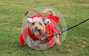 Dog In Lobster Costume