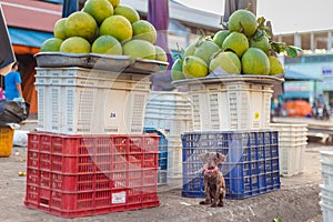 Dog on local Market Cho in Ba Ria, Vietnam
