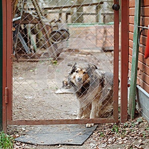 Dog locked behind a steel mesh door