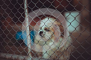 dog locked in a cage