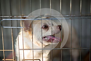 Dog locked in a cage