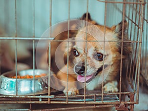 Dog locked in a cage