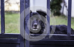Dog locked in cage