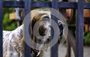 Dog locked in cage