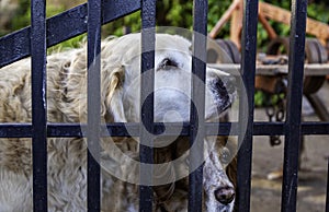 Dog locked in cage
