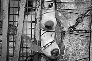 dog locked in the cage