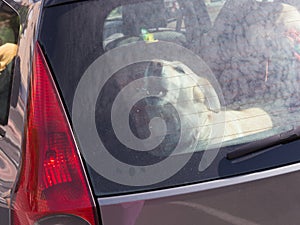 Dog locked in a car