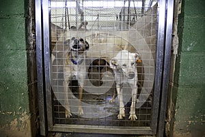 Dog locked in kennel