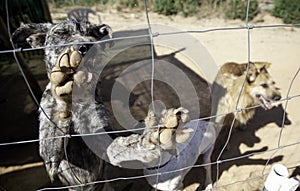 Dog locked in kennel