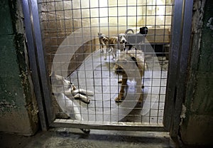 Dog locked in kennel