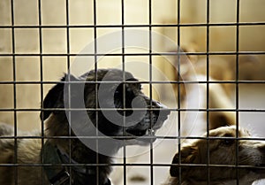 Dog locked in kennel