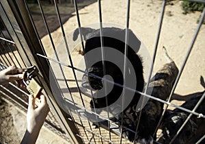 Dog locked in kennel